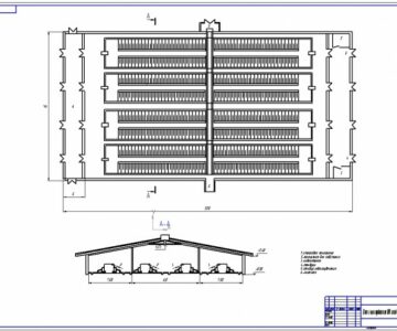 Чертеж Коровник на 800 голов