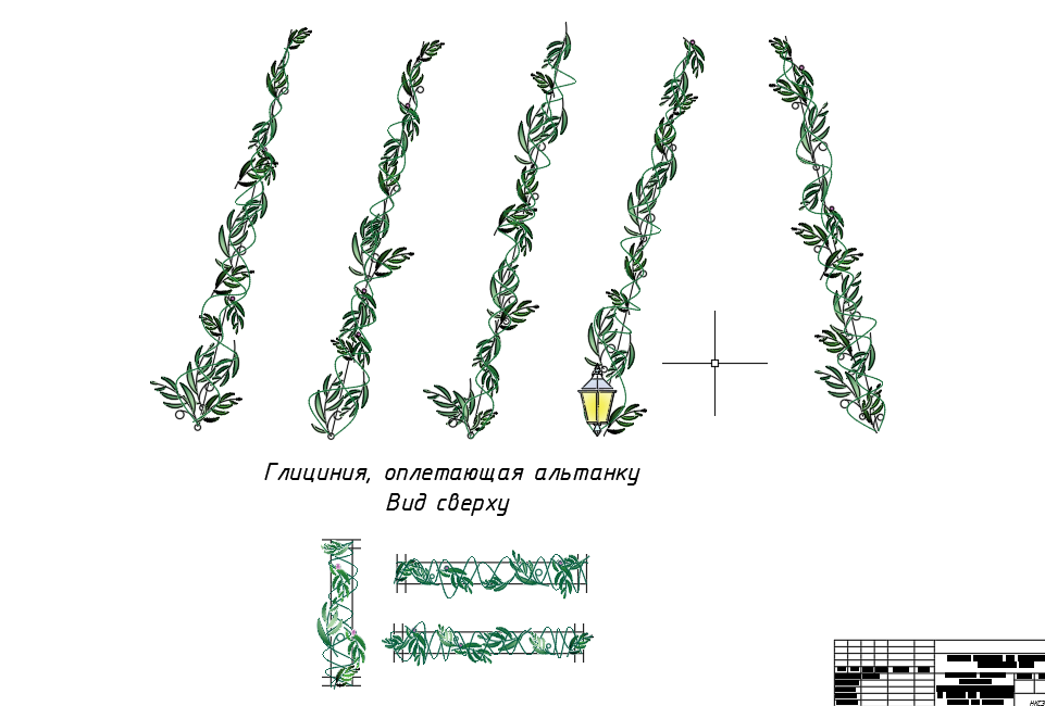 Чертеж Растение плетущееся. Ландшафтный дизайн и озеленение.